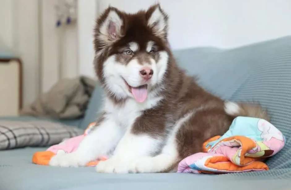 How easy is it to raise an Alaskan Malamute?