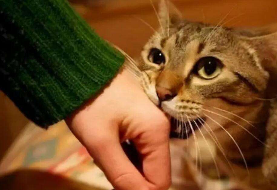 Why do cats like to bite their owners' things