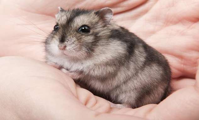 What is the best way for hamsters to grind their teeth