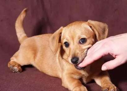 What does it mean when a dog gently bites your hand?