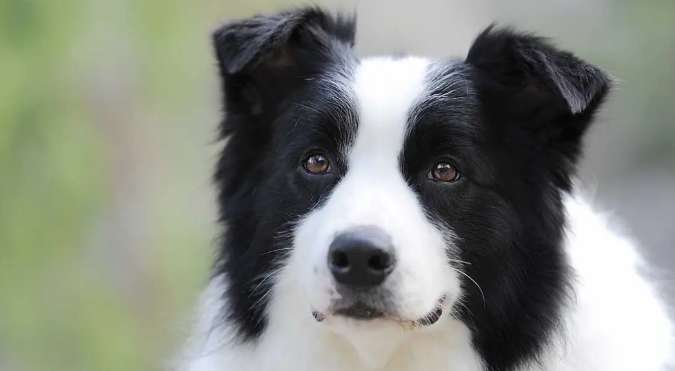 How does a border collie treat its owner?