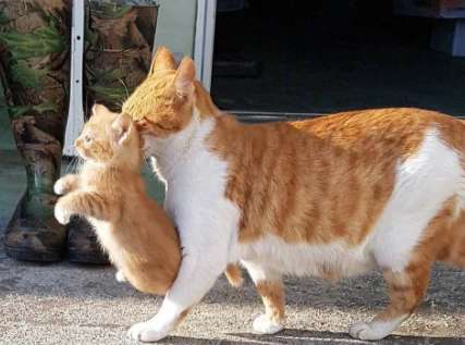 なぜ猫は自分の子供を噛むのか