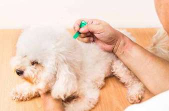  How often should dogs be dewormed when they are adults?