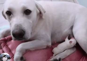 How long does it take for a dog to release milk after giving birth?