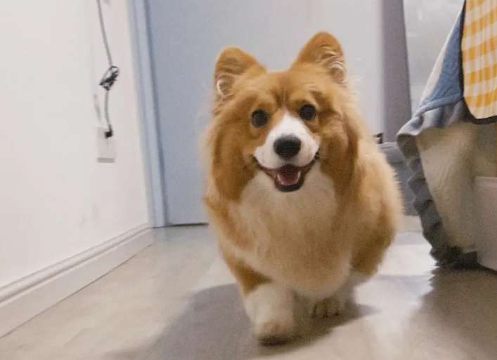 How to raise a long-haired Corgi?