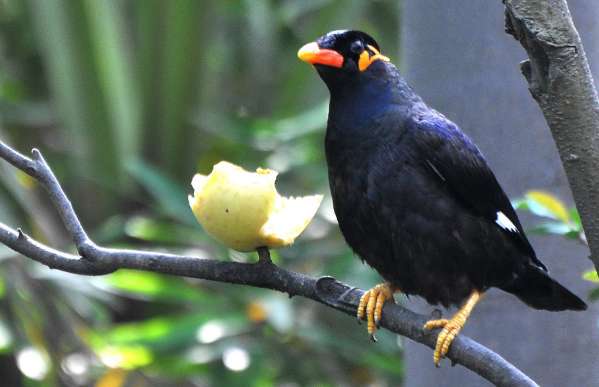 What does the myna look like?