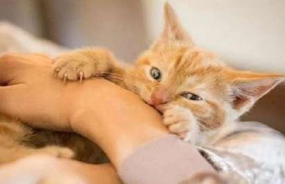 Why did the cat Sudden bite on owner's arm