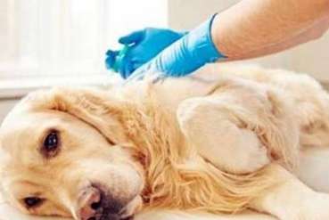  How long does it take for the tapeworms to be removed from the dog's body?