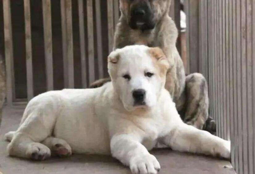 Pictures of Central Asian dogs for sale with price of 400 pounds