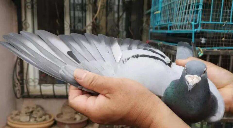 Wang Dabin Pigeon Fancier Club Video