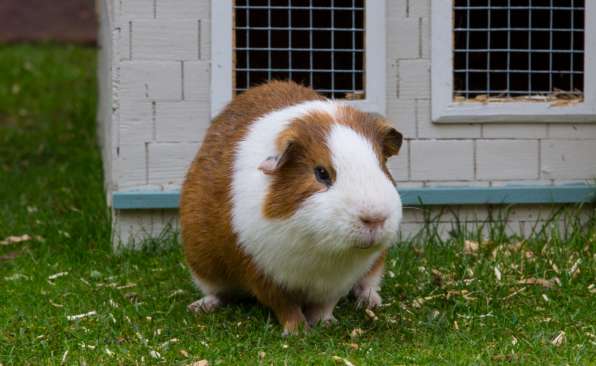 Can guinea pigs be used for experiments?