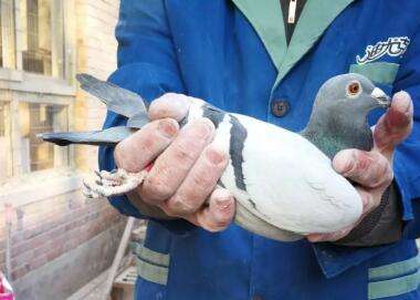 Pictures of Zheng Yijie's top breeding pigeons