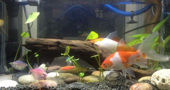 What should you pay attention to when raising fish?