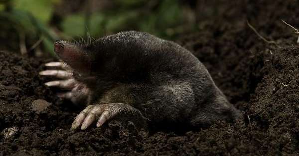 The difference between gophers, moles and voles