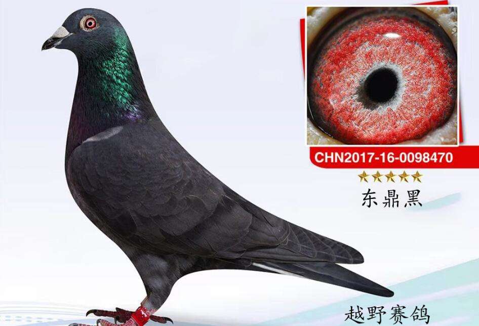 Picture of racing pigeon with black eyes in full circle