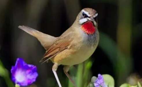 The thirteen loud screams of the indigo-chin bird in high definition