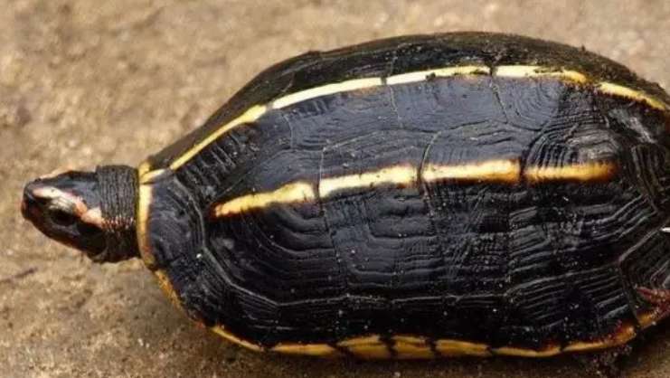 Three-keeled turtle pictures