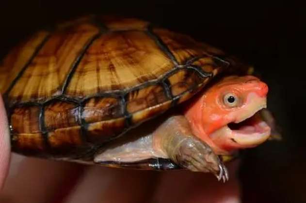 Effondrement de la tortue œuf à face rouge en 2023
