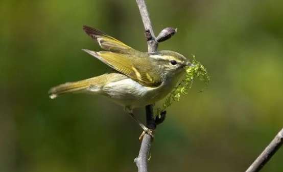 Willow Warbler's Bird's Call Thirteen