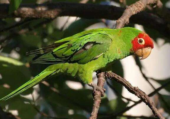 Parrot species Introduction picture