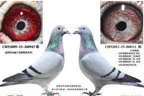 Pictures of Cao Shi's imitation pigeon loft breeding pigeons