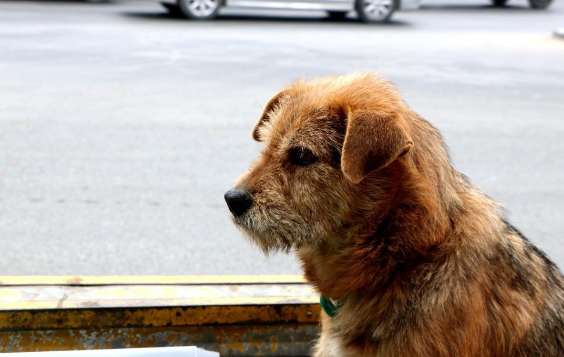 1 人と 1 匹の犬重慶で立ち往生