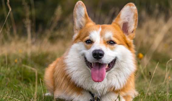 名前は何ですか?子犬？