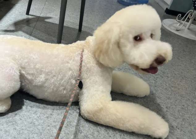 Complete picture of Owen dog Baidu Encyclopedia