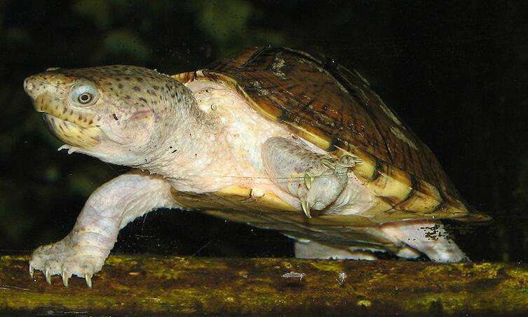 Cómo dibujar una tortuga laúd de la Cuenca del Pacífico