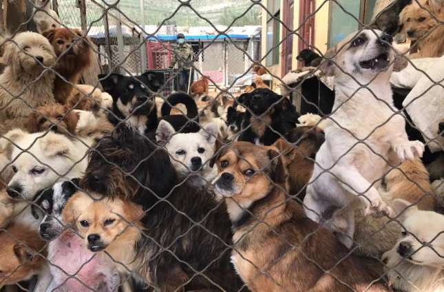 長治野良動物受付センター