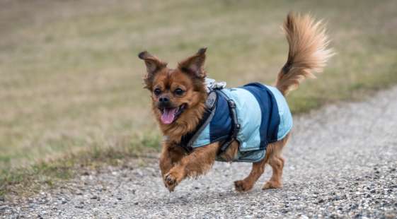 犬の帰り道