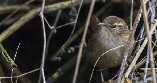 Hemp Bird 24-hour pressure mouth