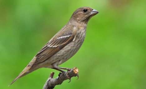 Enregistrement d'appel d'oiseau de chanvre téléchargement mp3