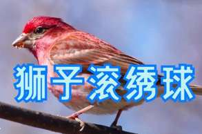 Xining 70 000 yuans, oiseau en chanvre et hortensia roulant lion