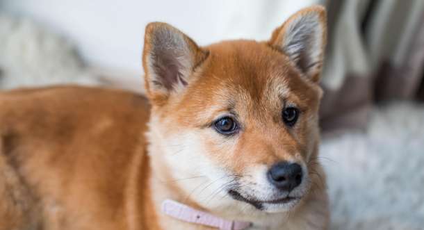 撲殺された後に叫ぶかわいい犬のビデオ