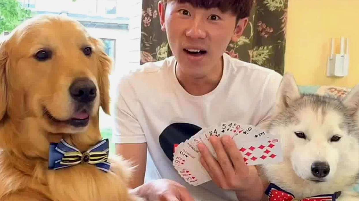Animals and people playing poker strenuous exercise