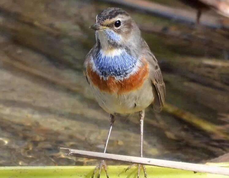 Imágenes del mejor pájaro índigo azul Sandaojiang
