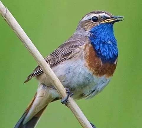 Blue Indigo Bird Three Pillar Incense Picture