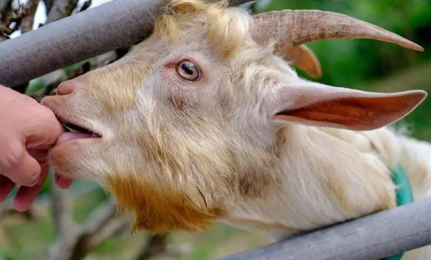 Goats are more comfortable than humans