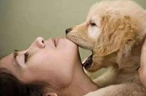 Raisons pour lesquelles vous ne pouvez pas vous approcher des chiens