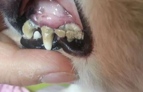 ¿Por qué los dientes de los perros son negros?