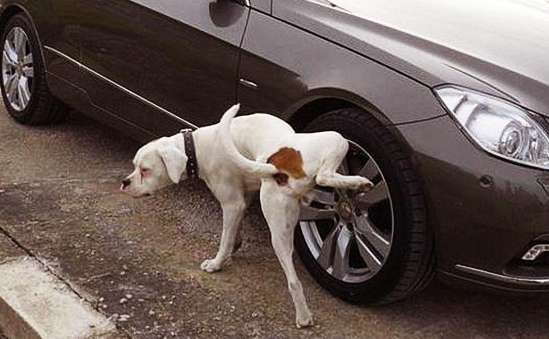 Dog peeing on tires will die if it smells medicine