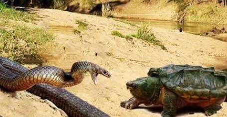 1976 Turtle and Snake Dispute