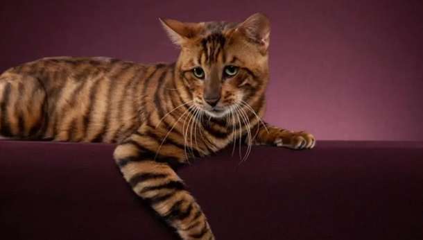 Toy Tiger Cat Scam