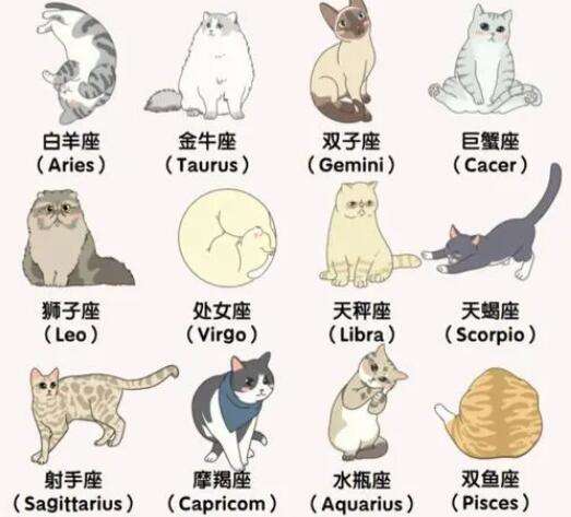 12星座の子猫の描き方