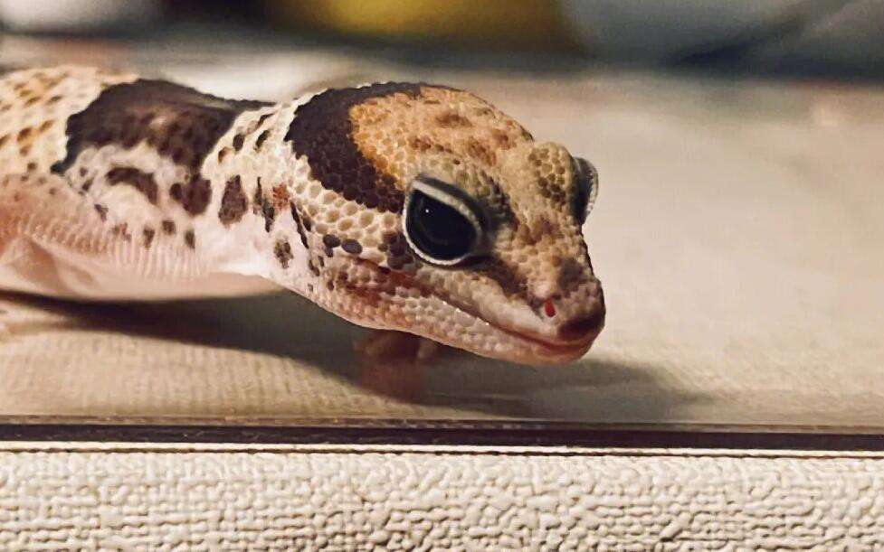 How to make attractive videos of gecko pets