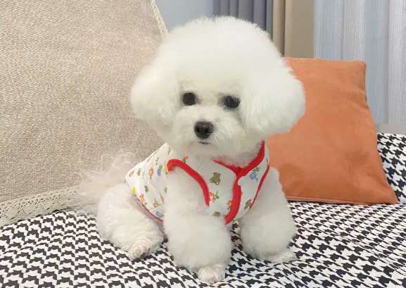 The owner of Douyin is called cc Bichon Frize