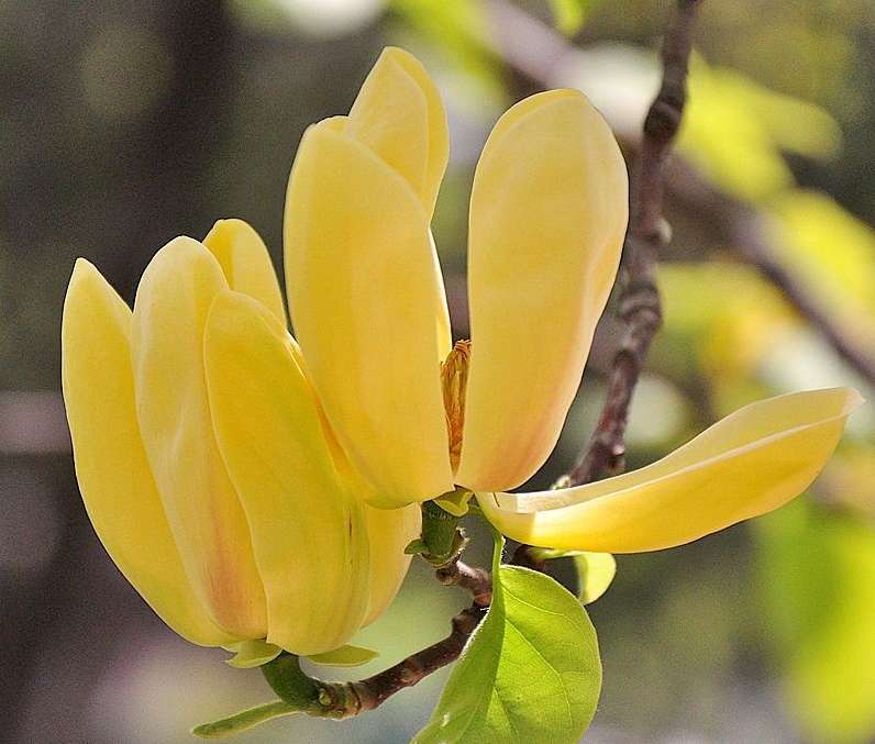 Appreciation of pictures of yellow bird magnolia flowers