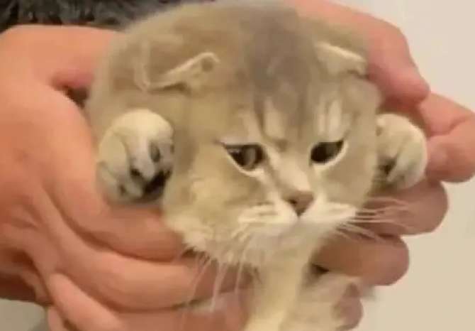 Paquete de expresión de gato famoso de Internet con ajo