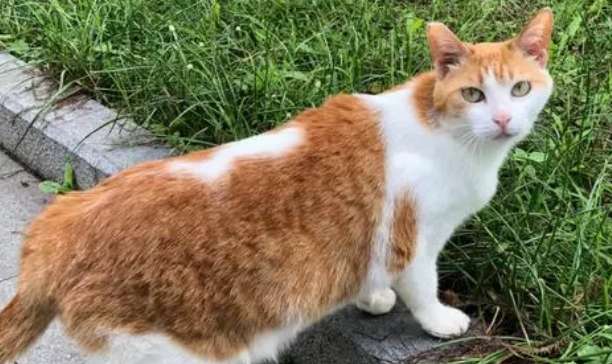 Une collection complète de photos de la mère chat pastorale